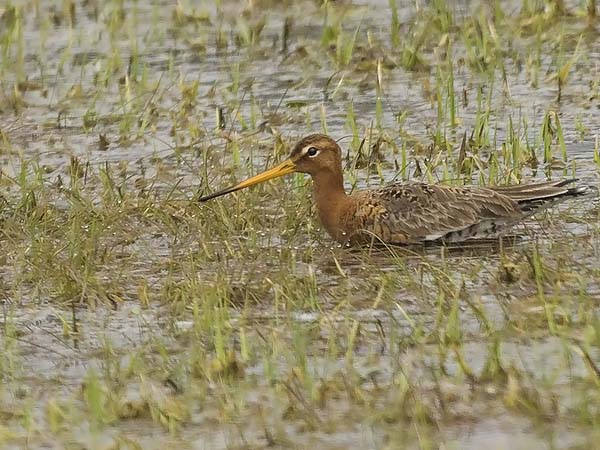 Mustapyrstökuiri, Black-tailed Godwit, Limosa limosa